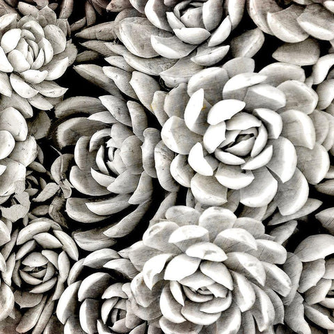Succulent Blooms White Modern Wood Framed Art Print with Double Matting by Kimberly, Allen