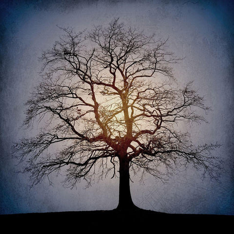 Sunset Tree Gold Ornate Wood Framed Art Print with Double Matting by Kimberly, Allen