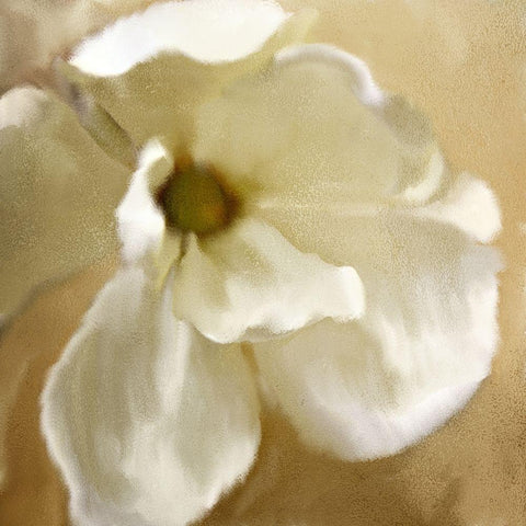 Magnolia Bloom Black Modern Wood Framed Art Print with Double Matting by Kimberly, Allen
