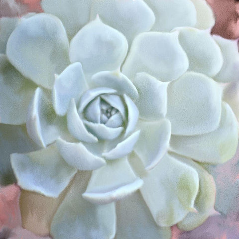 Painted Succulent 2 White Modern Wood Framed Art Print with Double Matting by Kimberly, Allen