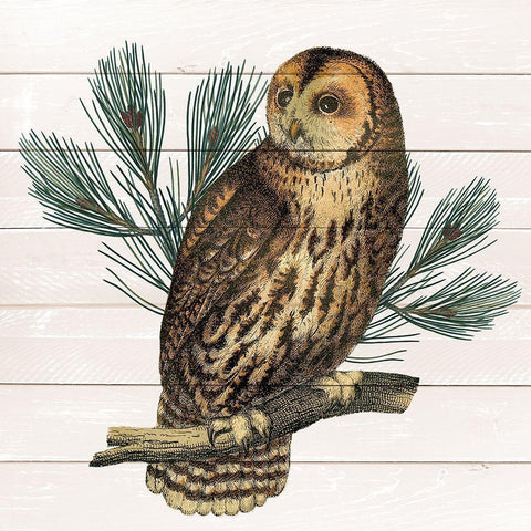 Owl 1 Black Modern Wood Framed Art Print by Kimberly, Allen