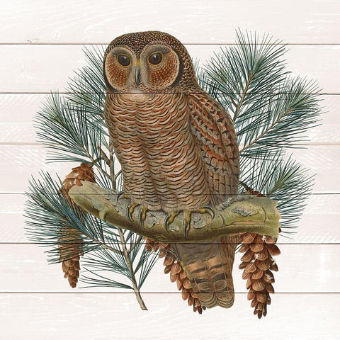 Owl 2 White Modern Wood Framed Art Print with Double Matting by Kimberly, Allen