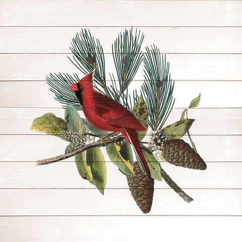 Winter Bird 4 White Modern Wood Framed Art Print with Double Matting by Kimberly, Allen