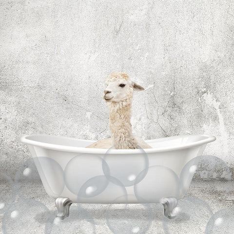 Baby Llama Bath Black Modern Wood Framed Art Print by Kimberly, Allen