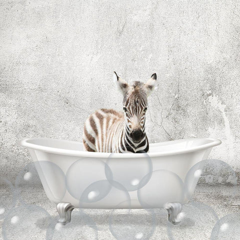 Baby Zebra Bath Black Ornate Wood Framed Art Print with Double Matting by Kimberly, Allen