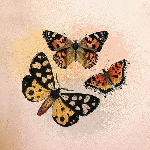 Butterfly Flight Gold Ornate Wood Framed Art Print with Double Matting by Kimberly, Allen