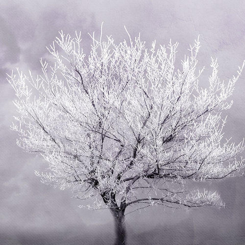 Frosted Tree White Modern Wood Framed Art Print by Kimberly, Allen