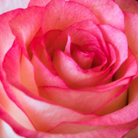 Image Only
