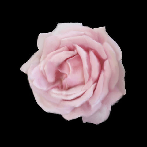 Perfume Roses 2 Black Modern Wood Framed Art Print by Allen, Kimberly