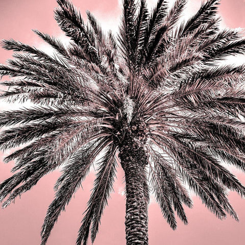 Under the Palm Pink Black Modern Wood Framed Art Print by Allen, Kimberly