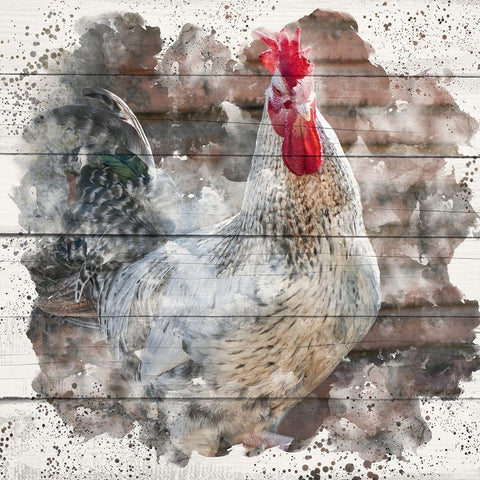 Rooster 2 White Modern Wood Framed Art Print by Allen, Kimberly