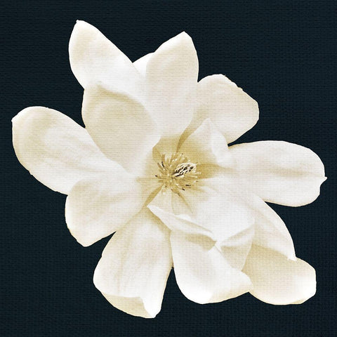 Magnolia 1 White Modern Wood Framed Art Print with Double Matting by Allen, Kimberly