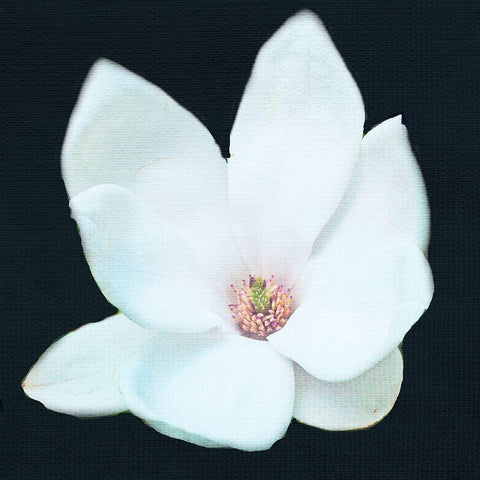 Magnolia 2 White Modern Wood Framed Art Print by Allen, Kimberly
