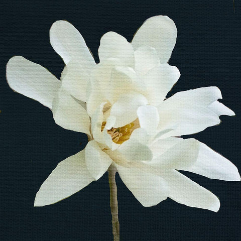 Magnolia 3 Black Modern Wood Framed Art Print by Allen, Kimberly