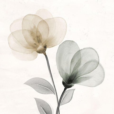 Open Bloom 1 White Modern Wood Framed Art Print by Allen, Kimberly