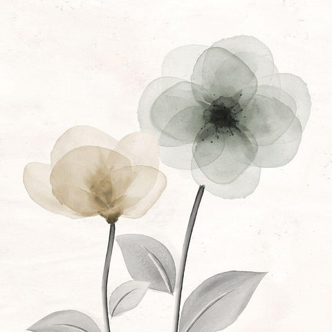 Open Bloom 2 Black Modern Wood Framed Art Print by Allen, Kimberly