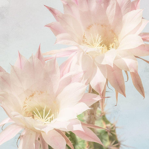 Cactus Bloom White Modern Wood Framed Art Print by Allen, Kimberly
