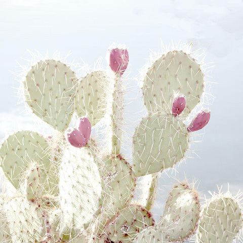 Cactus Blossom White Modern Wood Framed Art Print by Allen, Kimberly