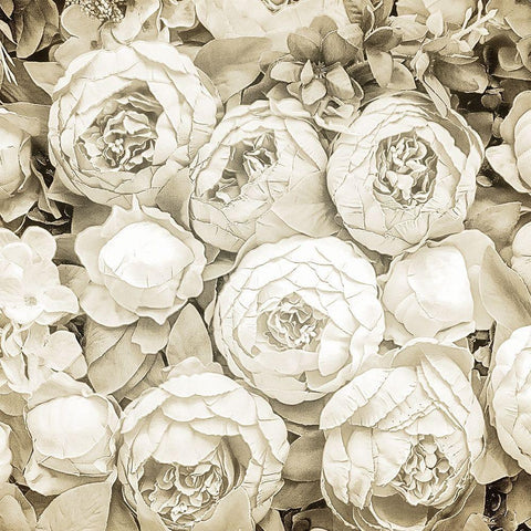 Dried Roses White Modern Wood Framed Art Print with Double Matting by Allen, Kimberly