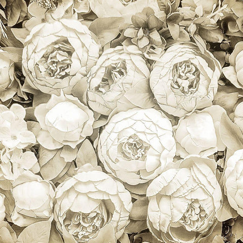 Dried Roses Black Modern Wood Framed Art Print with Double Matting by Allen, Kimberly