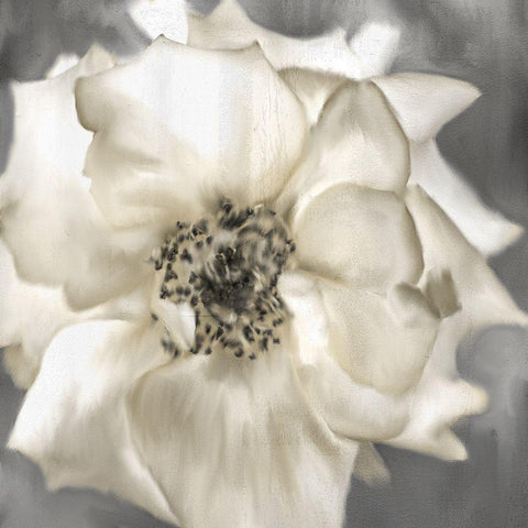 Golden Rose Black Modern Wood Framed Art Print by Allen, Kimberly