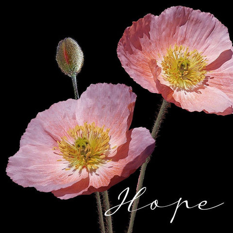 Hope Pink White Modern Wood Framed Art Print by Allen, Kimberly