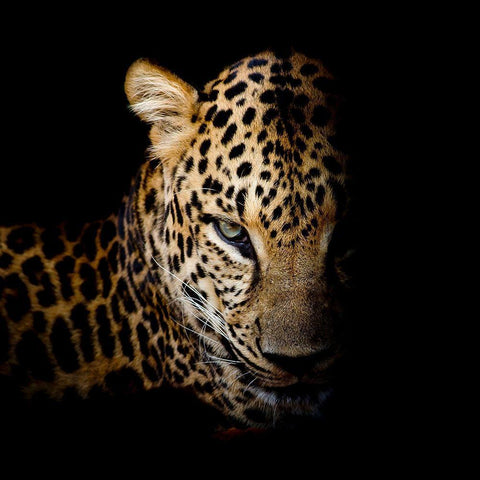 Faith Leopard 1 Black Ornate Wood Framed Art Print with Double Matting by Allen, Kimberly