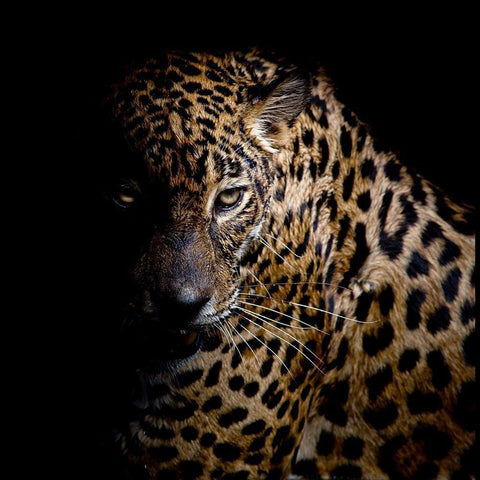 Faith Leopard 3 White Modern Wood Framed Art Print by Allen, Kimberly