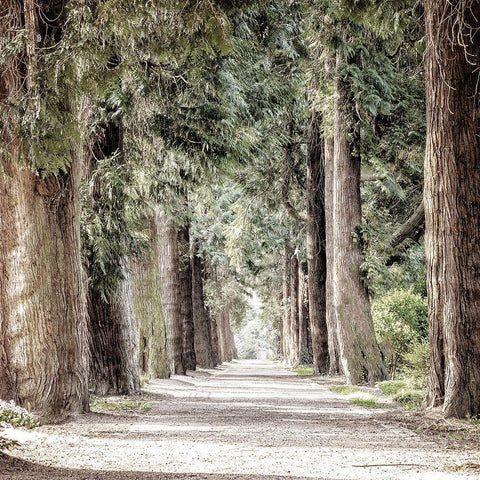 Path White Modern Wood Framed Art Print by Allen, Kimberly