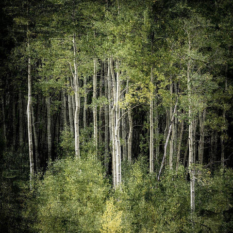 Forest Green Birches Gold Ornate Wood Framed Art Print with Double Matting by Allen, Kimberly