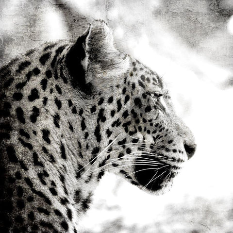 Leopard Gaze Black Modern Wood Framed Art Print with Double Matting by Allen, Kimberly