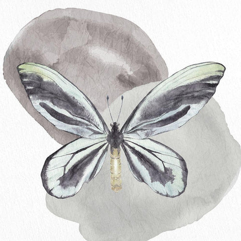 Watercolor Butterfly 2 Black Modern Wood Framed Art Print with Double Matting by Allen, Kimberly