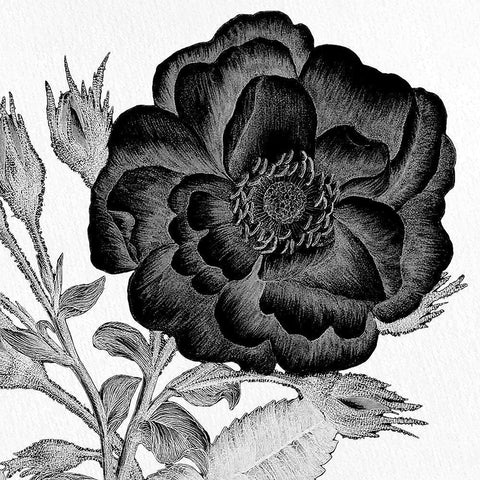 Black and White Bloom 1 Black Ornate Wood Framed Art Print with Double Matting by Allen, Kimberly