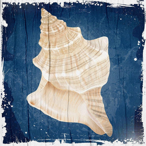 Coastal Shells 1 White Modern Wood Framed Art Print with Double Matting by Allen, Kimberly