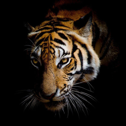 Harm Black Modern Wood Framed Art Print with Double Matting by Allen, Kimberly