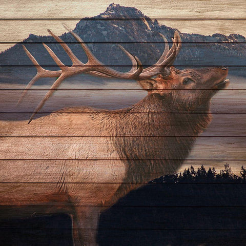 King Black Modern Wood Framed Art Print with Double Matting by Allen, Kimberly