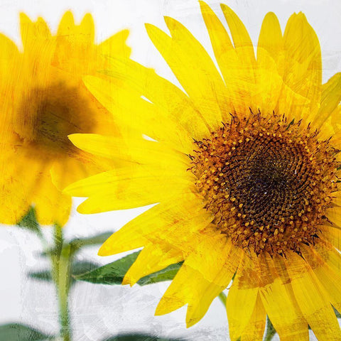 Sunnyside Black Ornate Wood Framed Art Print with Double Matting by Allen, Kimberly