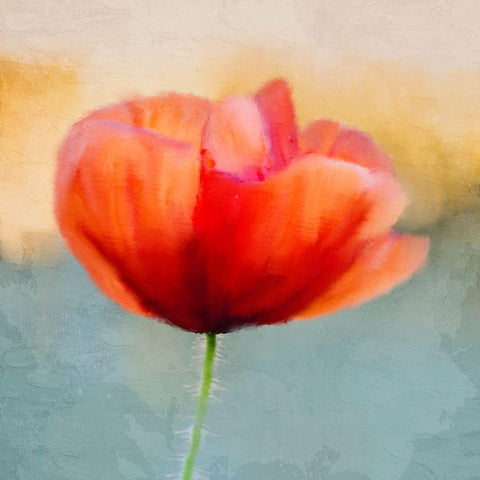 Poppy Sunrise Black Modern Wood Framed Art Print with Double Matting by Kimberly, Allen