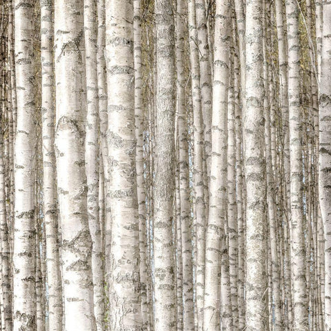 Birch Forest White Modern Wood Framed Art Print by Allen, Kimberly