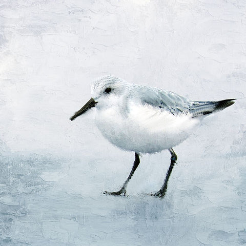 Sandpiper 2 White Modern Wood Framed Art Print with Double Matting by Allen, Kimberly