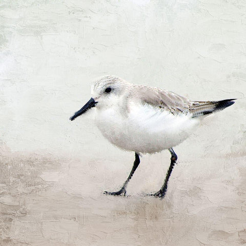Sandpiper 2 Black Ornate Wood Framed Art Print with Double Matting by Allen, Kimberly