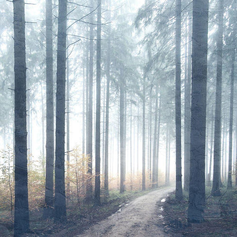 Forest Road Black Modern Wood Framed Art Print with Double Matting by Allen, Kimberly