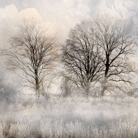 Winter Frost 1 White Modern Wood Framed Art Print with Double Matting by Allen, Kimberly