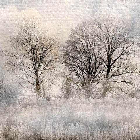 Winter Frost 1 Black Modern Wood Framed Art Print with Double Matting by Allen, Kimberly