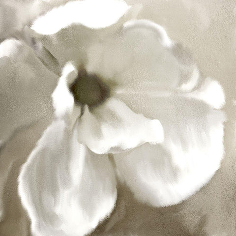 Magnolia Blooming Black Modern Wood Framed Art Print by Allen, Kimberly
