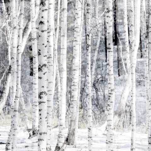 Aspen Snow 1 White Modern Wood Framed Art Print with Double Matting by Allen, Kimberly