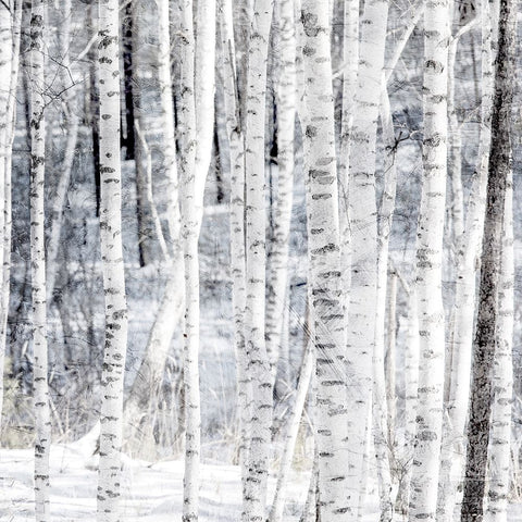 Aspen Snow 2 Black Ornate Wood Framed Art Print with Double Matting by Allen, Kimberly