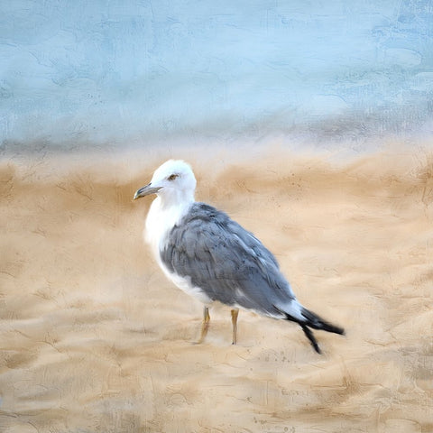 Seagull White Modern Wood Framed Art Print with Double Matting by Allen, Kimberly