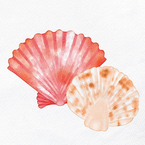 Scallop Shells 1 White Modern Wood Framed Art Print with Double Matting by Allen, Kimberly