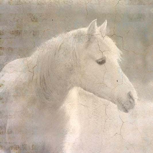 Image Only